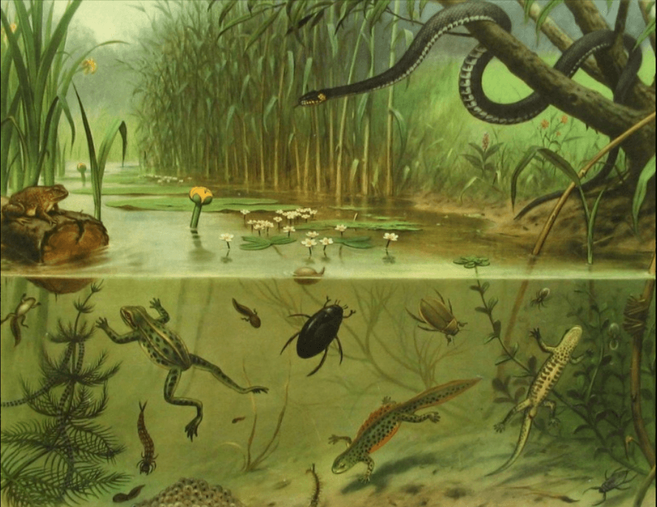 Organisaties als ecosystemen